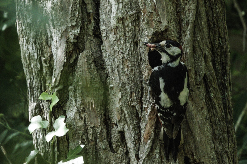 Pic épeiche mâle nourrissant ses petits